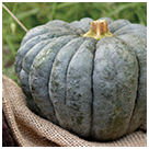 意外と知らない!? おいしいカボチャの見分け方