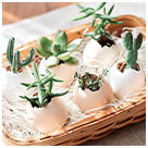 エコでキュートなエッグプランター