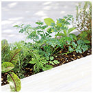 ハーブを育てて食べるキッチンガーデニング